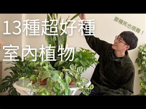 易種室外植物|超好種！新手必看！超適合戶外種植的植物推薦，打造。